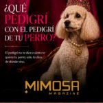 ¿Qué Pedigrí con el Pedigrí de tu Perro?
